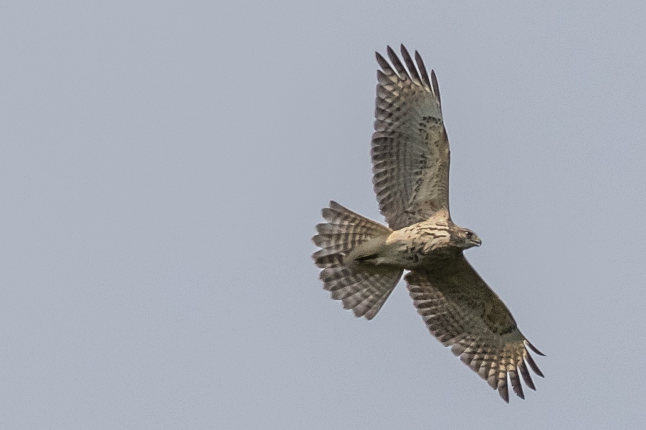 a bird that is flying in the sky, by Jan Tengnagel, hurufiyya, raptor, ruan ji, shot from 5 0 feet distance, martin mottet