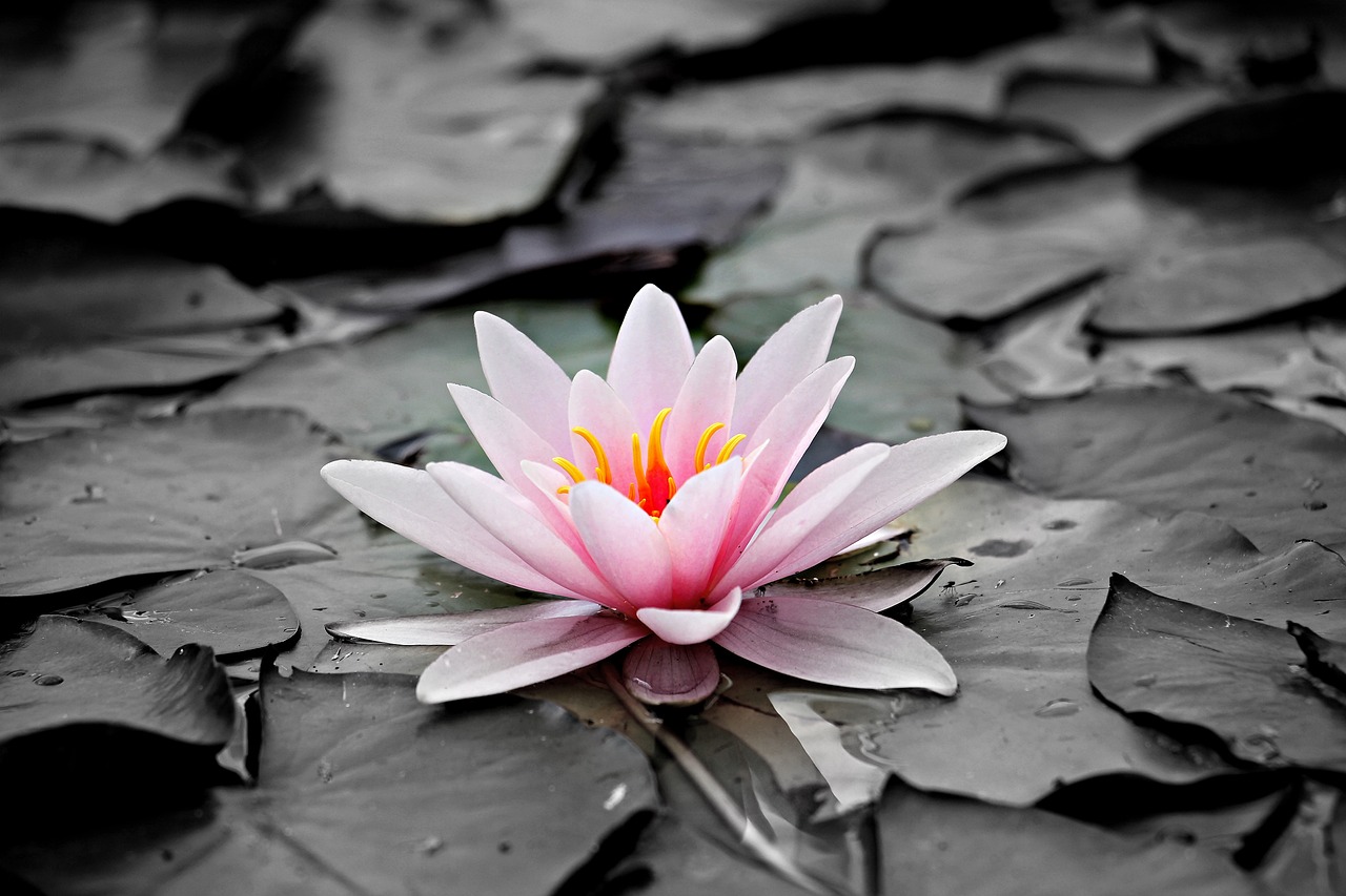 a pink water lily sitting on top of green leaves, by Reuben Tam, hurufiyya, floating in a powerful zen state, selective color effect, beautiful iphone wallpaper, light pink tonalities