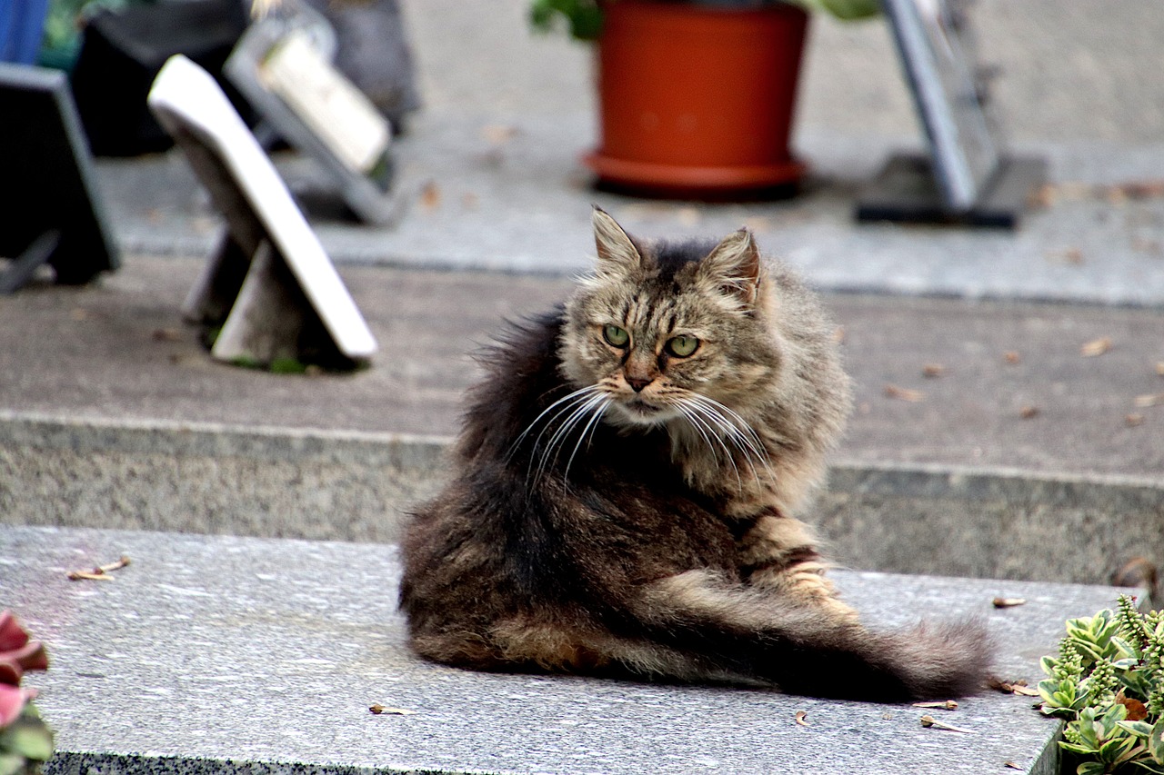 a cat that is sitting on some steps, by Istvan Banyai, flickr, renaissance, her hair is natural disheveled, in a sidewalk cafe, vienna, menacing pose