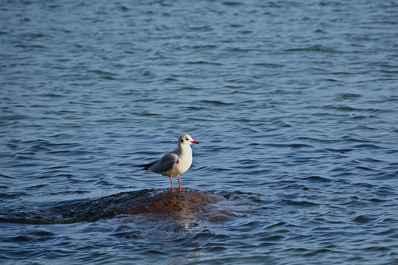 a seagull standing on a rock in the middle of the ocean, a photo, happening, full res, high res photo, late afternoon, resting