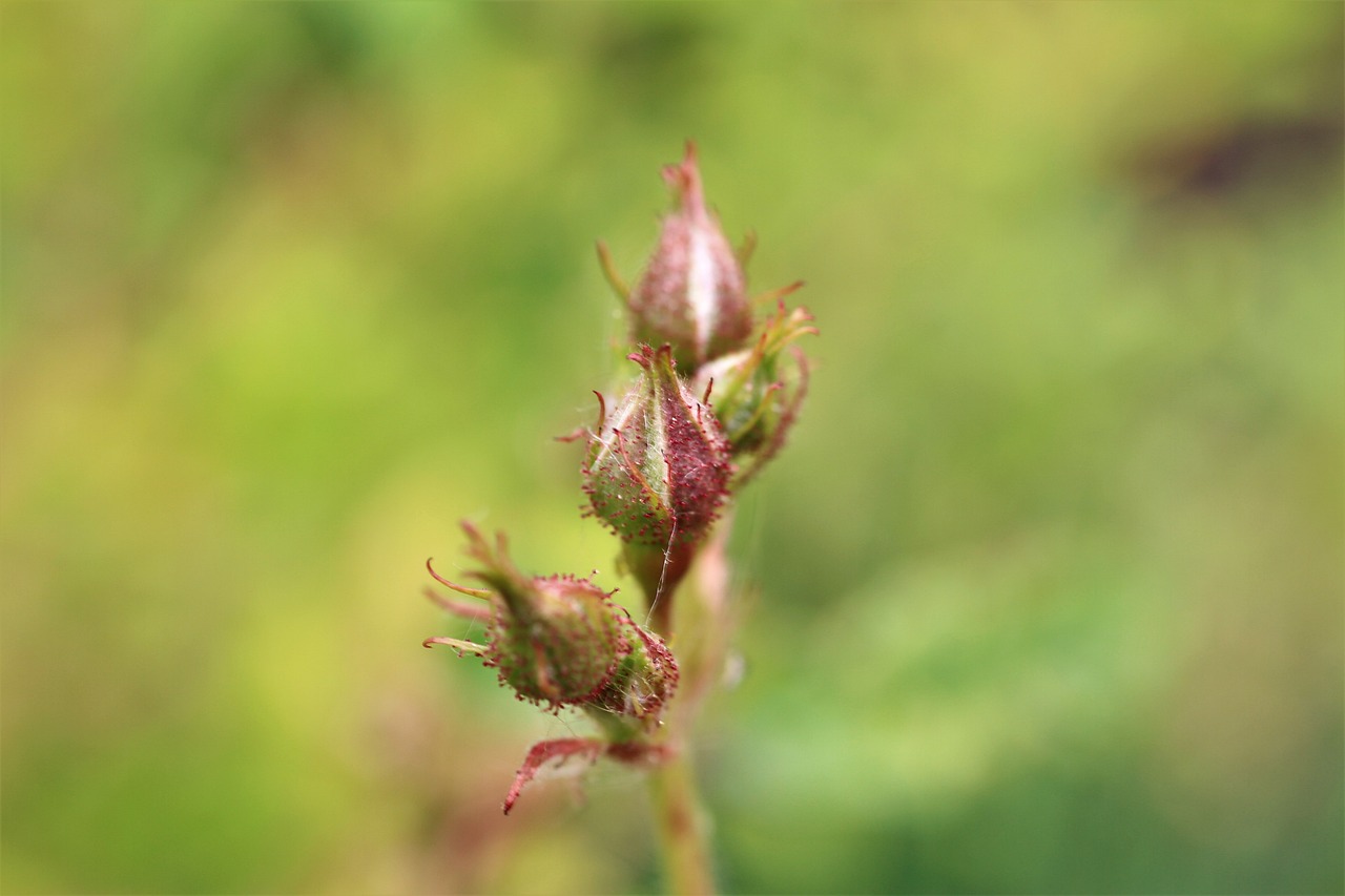 a close up of a flower stem with a blurry background, hurufiyya, densely packed buds of weed, rose-brambles, high res photo, trio