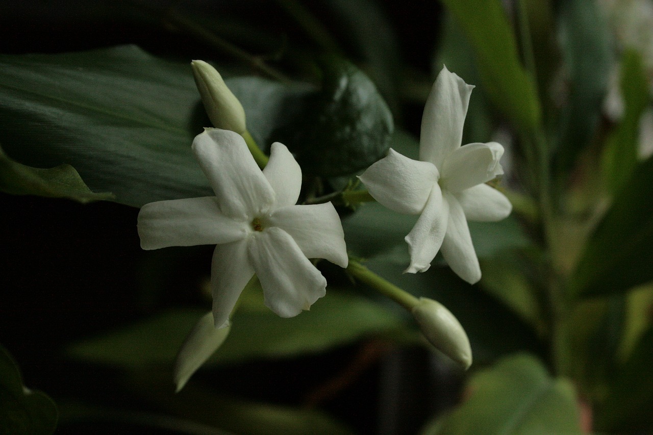 a couple of white flowers sitting on top of a green plant, by Alexander Scott, flickr, tropical houseplants, michilin star, jasmine, chiaroscuro!!