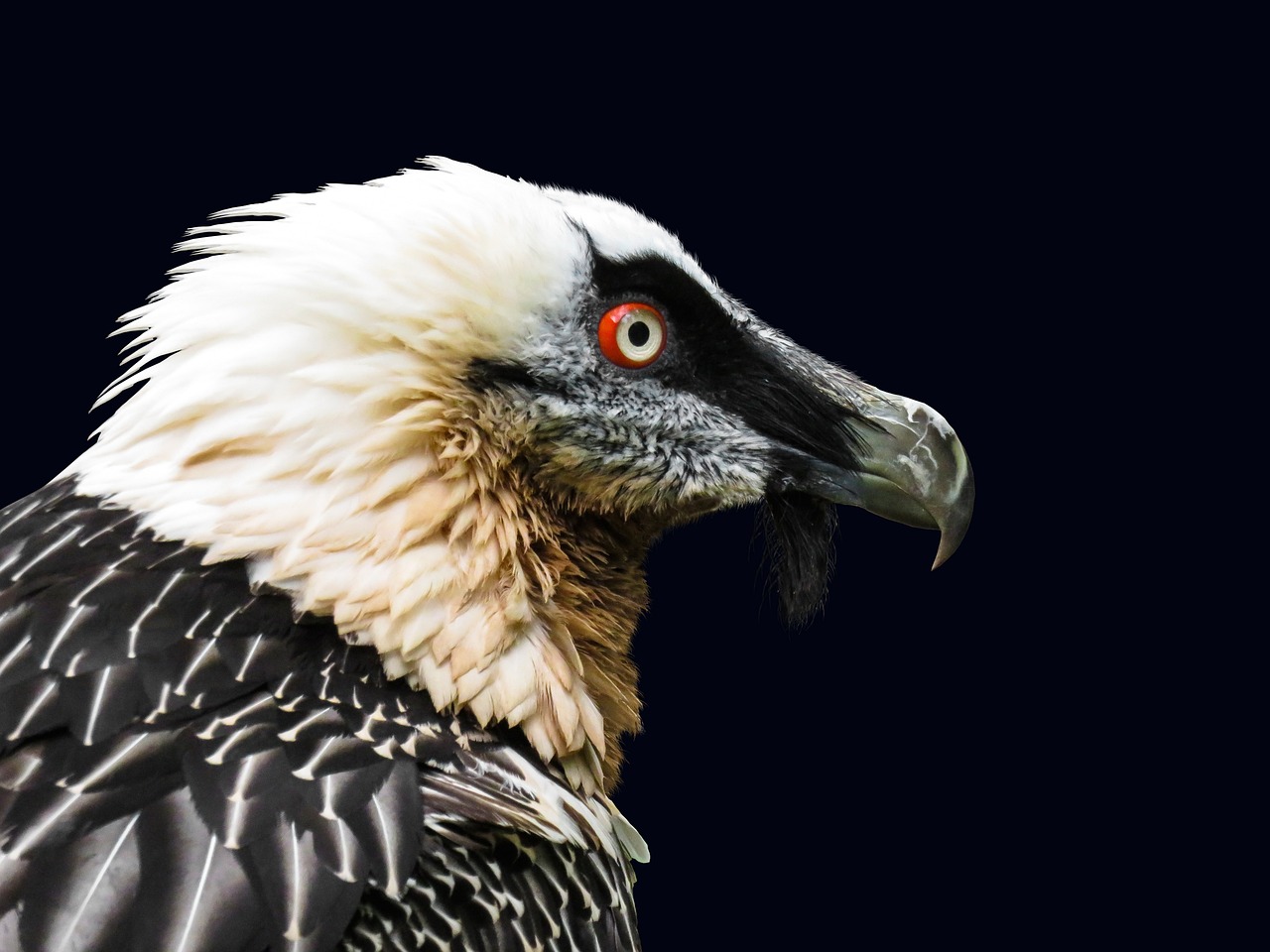 a close up of a bird of prey, a portrait, shutterstock, hurufiyya, with a black dark background, big beak, with a white muzzle, profile view perspective