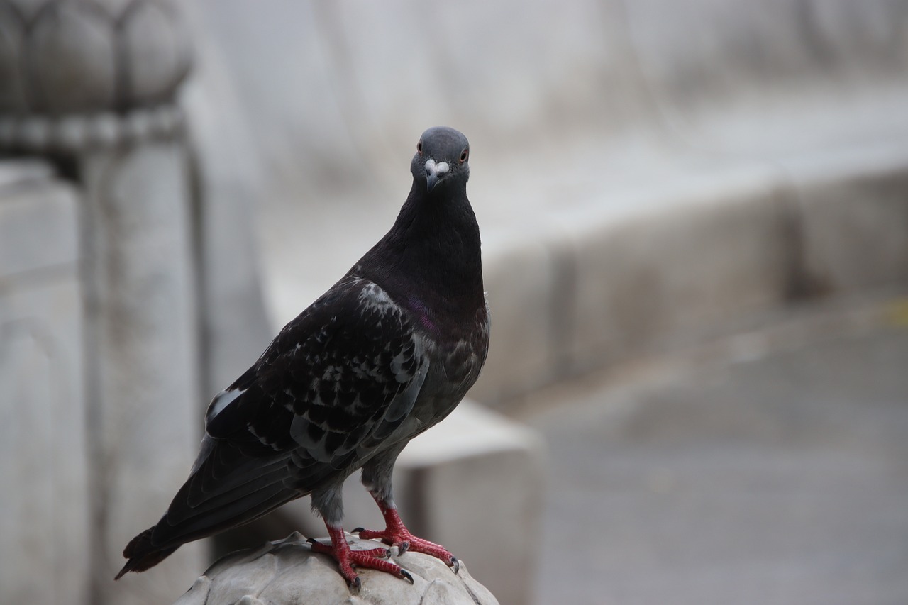 a pigeon sitting on top of a stone pillar, a portrait, renaissance, an afghan male type, very sharp photo