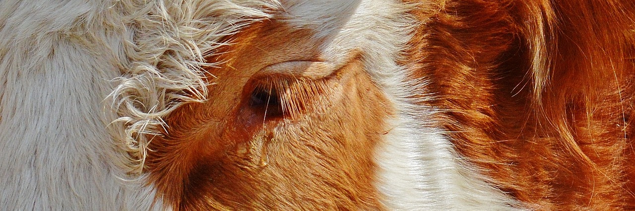 a close up of a brown and white cow, a macro photograph, by Jan Rustem, eye scar, ginger hair and fur, high detailed close up of, closeup - view
