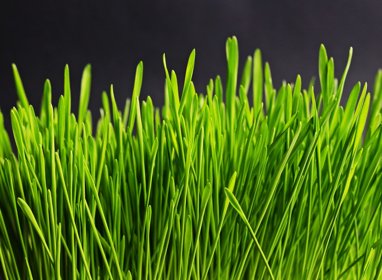 a close up of a bunch of green grass, by Dietmar Damerau, pixabay, conceptual art, on a black background, cuts, windows xp background, the hair reaches the ground