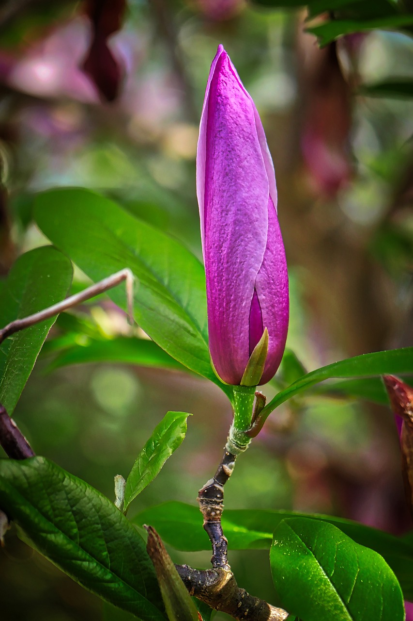 a close up of a flower on a tree, by Jan Rustem, magnolia big leaves and stems, violet cockroach, tonemapped, spring early morning