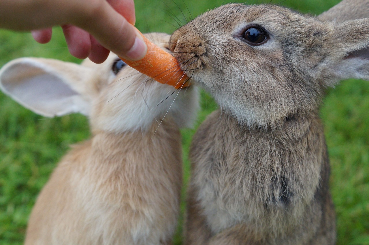 a person feeding a carrot to a small rabbit, a photo, by Anna Haifisch, shutterstock, kissing each other, extreme closeup shot, aaaaaaaaaaaaaaaaaaaaaa, kawaii