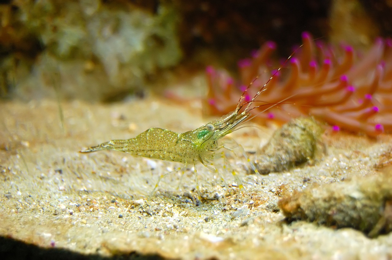 a green shrimp sitting on top of a sandy beach, flickr, mingei, side profile in underwater, delicate coral sea bottom, a small, celebration
