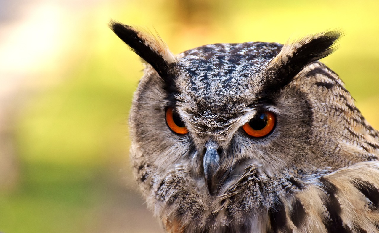 a close up of an owl with orange eyes, a portrait, shutterstock, hurufiyya, depth of field”, horn, stock photo