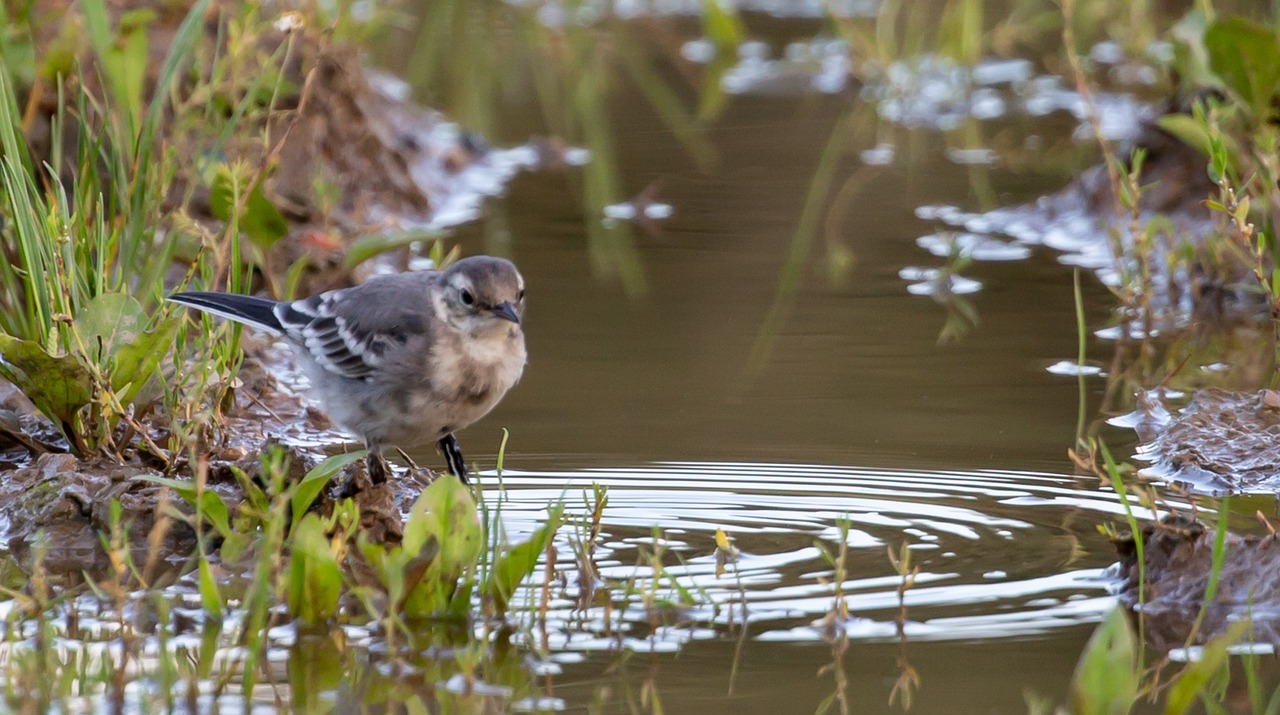 a bird that is standing in the water, by Jim Manley, pot-bellied, looking cute, crouching, 1/1250s at f/2.8