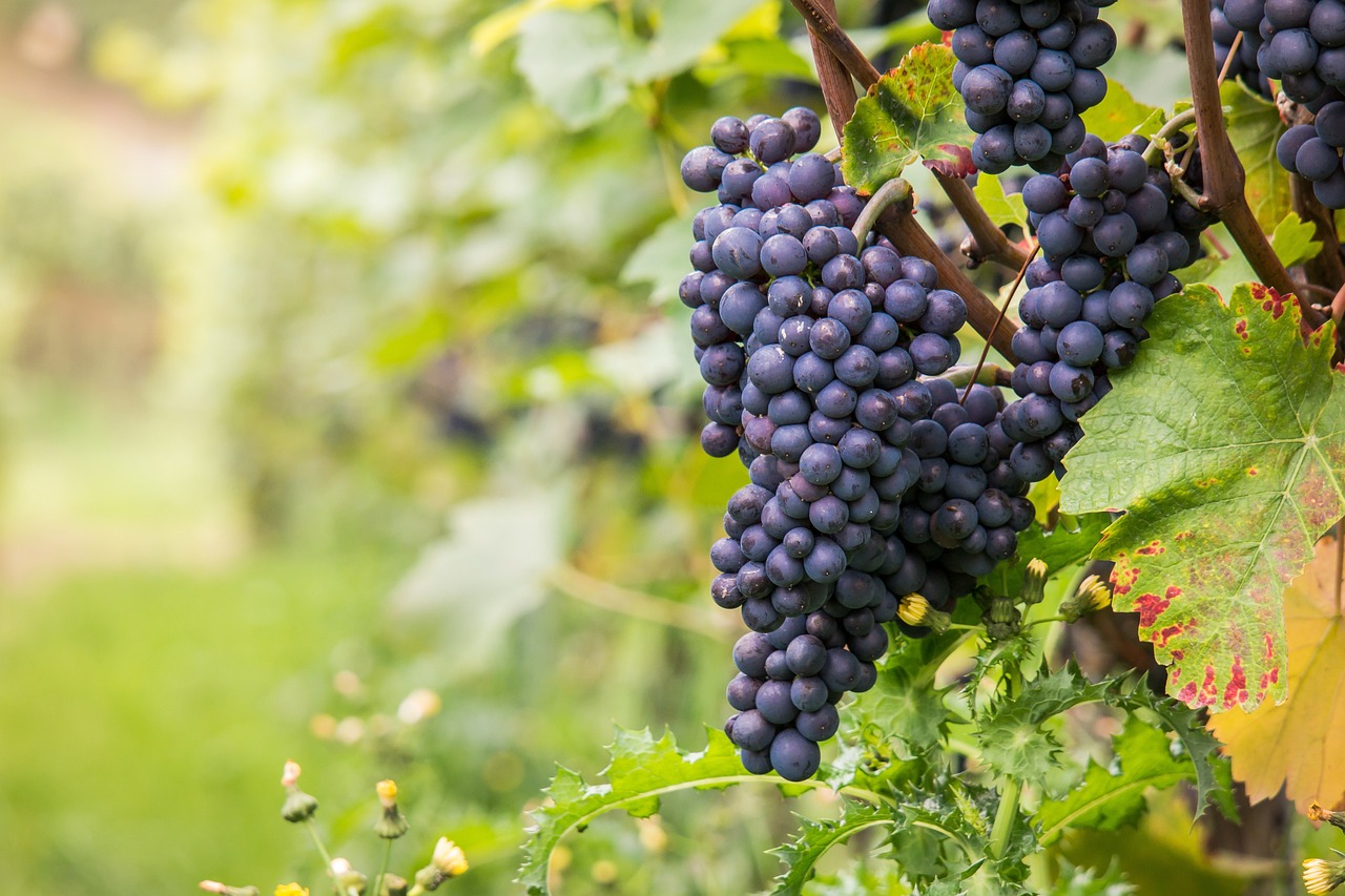 a bunch of grapes hanging from a vine, a picture, by Karl Völker, shutterstock, half image, 🦩🪐🐞👩🏻🦳, godray on plants, best selling