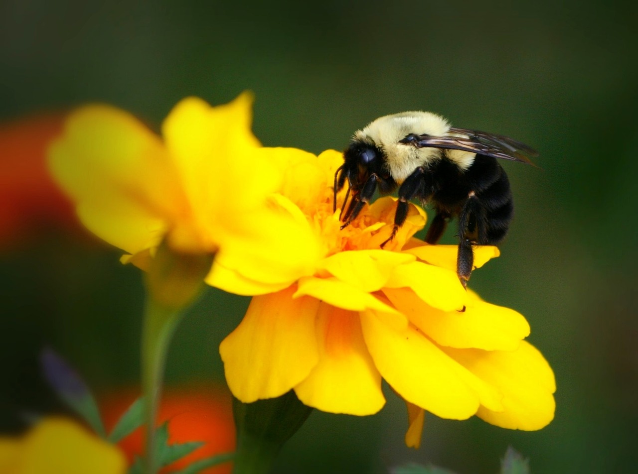 a bee sitting on top of a yellow flower, by Susan Heidi, istock, black and yellow colors, big bee, bumblebee pug