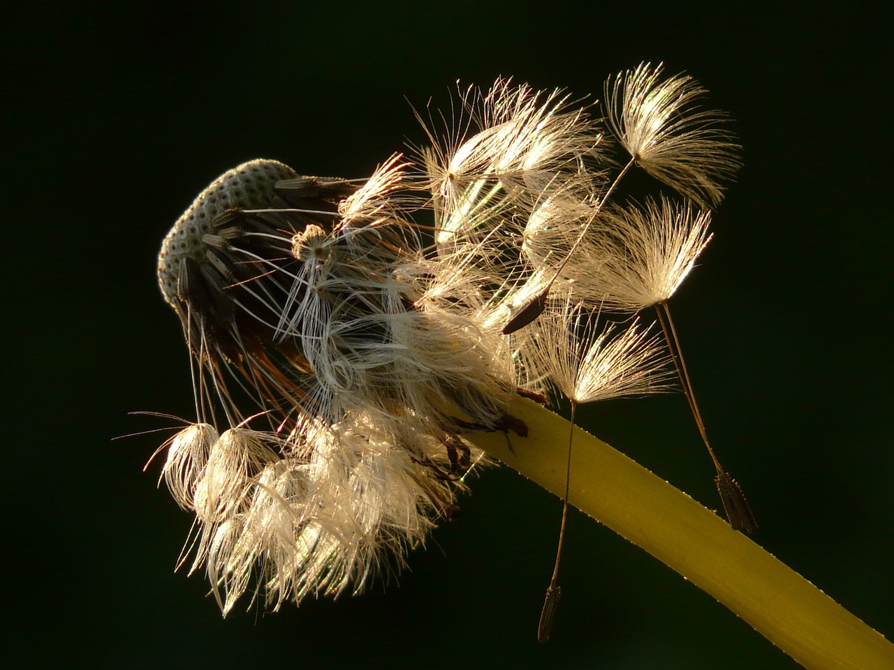 a close up of a flower on a stem, by Jan Rustem, flickr, hurufiyya, backlit fur, hay, cubensis, glowing dandelion seed storm