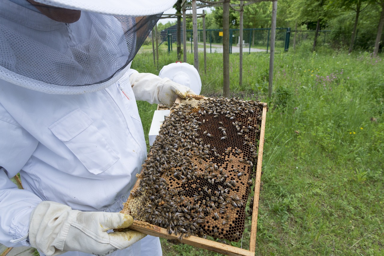 a man in a bee suit holding a beehive, a photo, by Erwin Bowien, shutterstock, on a wooden tray, high res photo