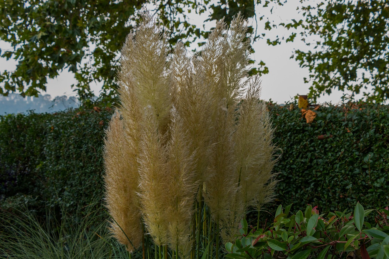 a bush that has some kind of grass in it, flickr, feathery fluff, huge flowers, taken with sony alpha 9, autumn season