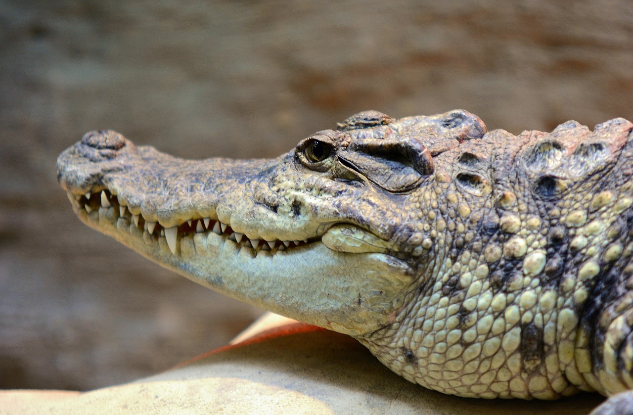 a close up of a crocodile's head on a rock, a picture, pixabay, hurufiyya, smiling for the camera, long neck, rich texture, aaaaaaaaaaaaaaaaaaaaaa