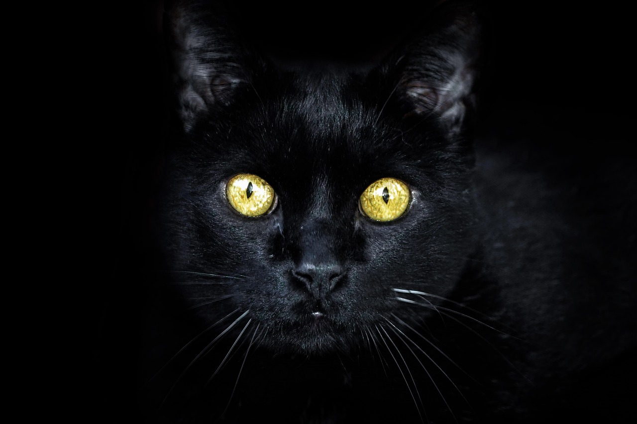 a close up of a black cat with yellow eyes, a portrait, by Adam Szentpétery, shutterstock, minimalism, black background!!!!!, supernatural golden eyes, portrait”