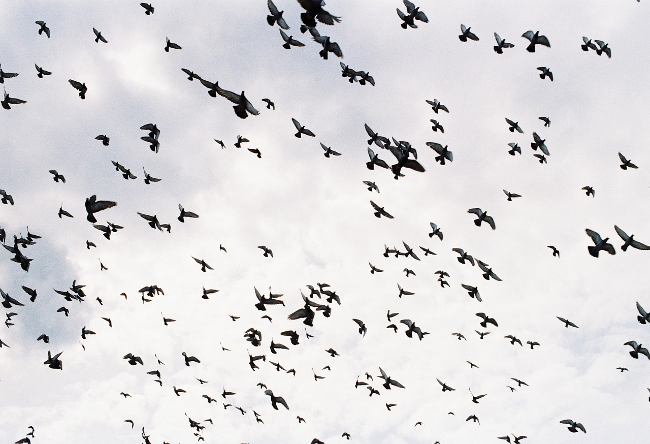a flock of birds flying through a cloudy sky, precisionism, shot on 3 5 mm film, pigeon, nyc, istock