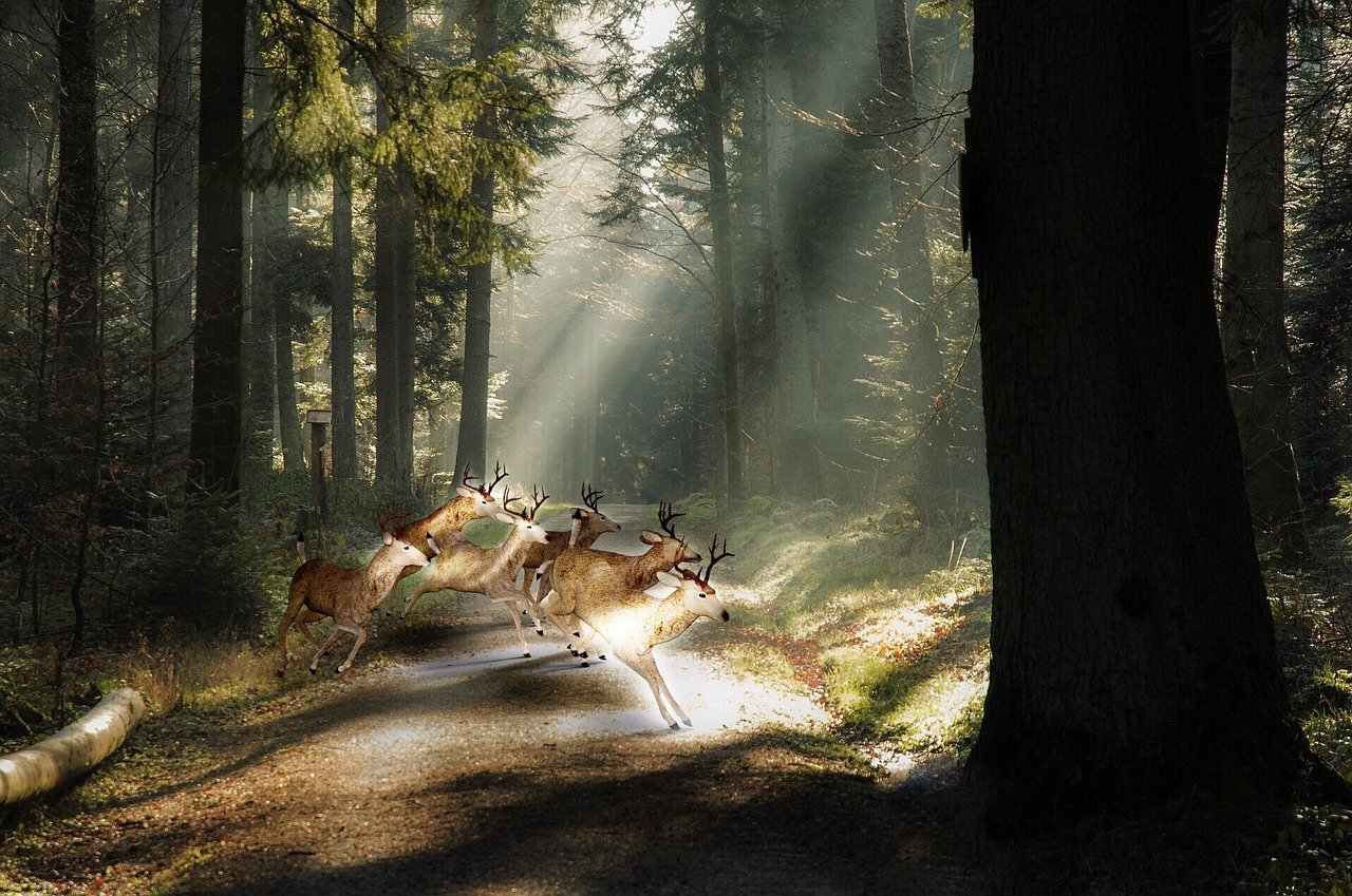 a herd of deer running down a dirt road, a picture, by Marten Post, pixabay contest winner, fantastic realism, forest ray light, funny photo, german forest, leaping