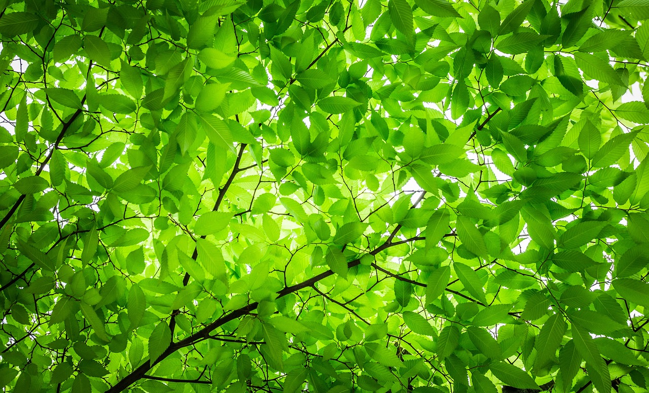 the sun shines through the green leaves of a tree, by Richard Carline, nature background, canopy, f/5.6, zen natural background