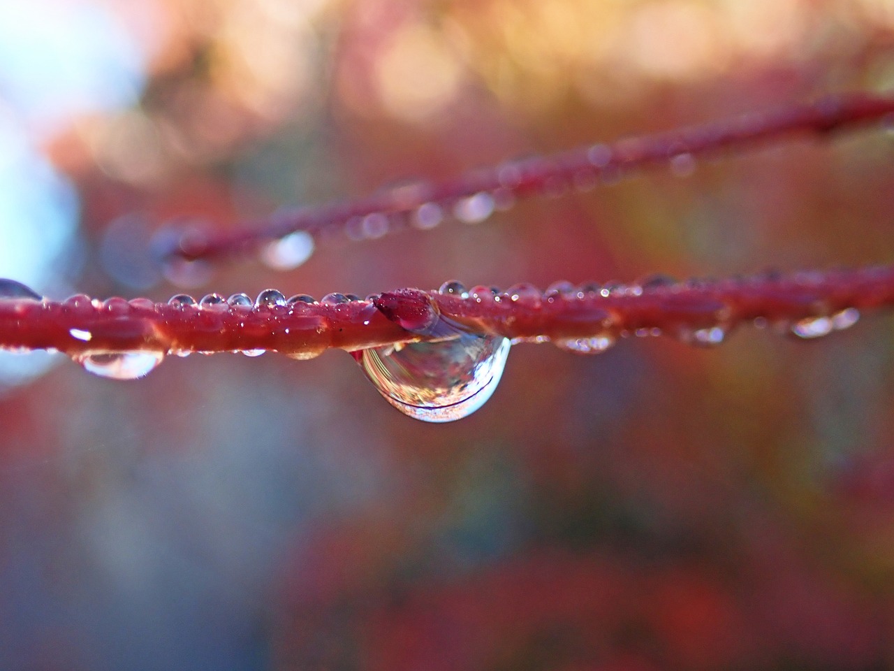 a close up of a water drop on a tree branch, by Tom Carapic, flickr, in a red dream world, rails, in the autumn, straw