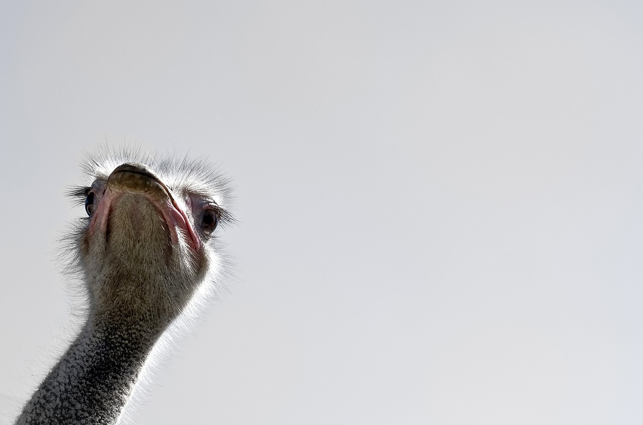 an ostrich is looking up at the sky, a picture, by Jan Rustem, minimalism, closeup on face, on grey background, high res photo