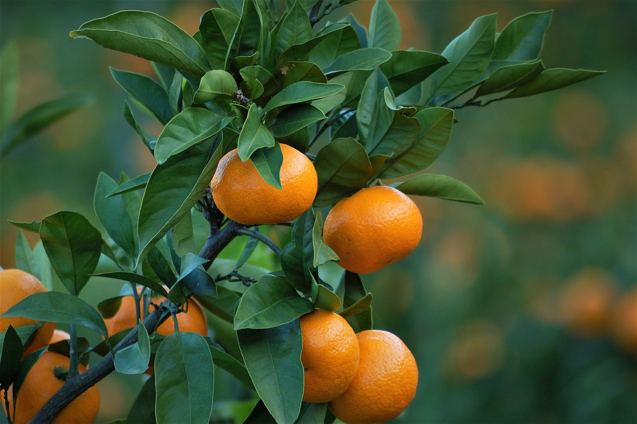 a close up of a bunch of oranges on a tree, a portrait, by David Garner, trending on pixabay, arabesque, avatar image, 4k serene, photorealistic -20, kuntilanak on bayan tree