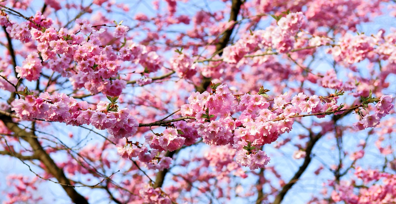 a bird sitting on a branch of a cherry tree, pexels, many sakura origami roses, full res, giant cherry trees, 1128x191 resolution