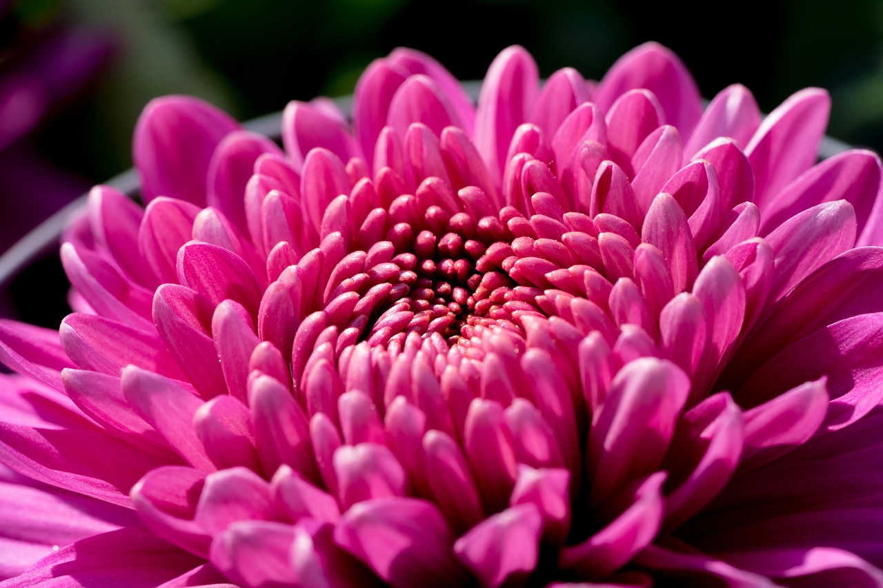 a close up view of a pink flower, a macro photograph, chrysanthemum, highly detailed product photo