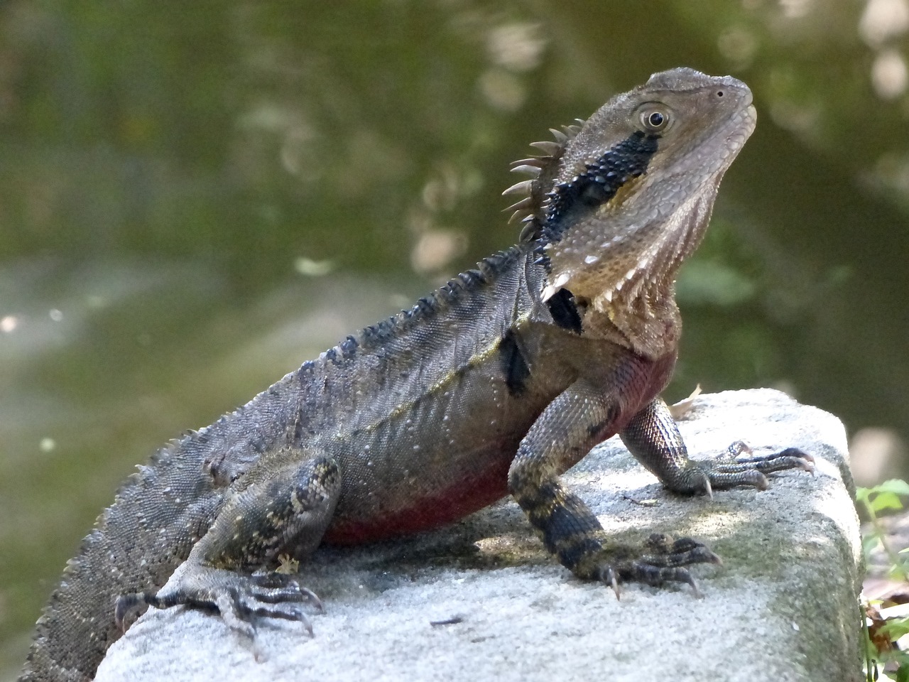 a lizard that is sitting on a rock, a photo, by Lorraine Fox, a majestic gothic indian dragon, water dragon, seen from the side, at noon