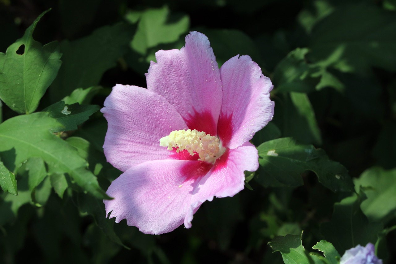a close up of a pink flower with green leaves, by Phyllis Ginger, hurufiyya, hibiscus, strong sunlight, high quality photos, various posed