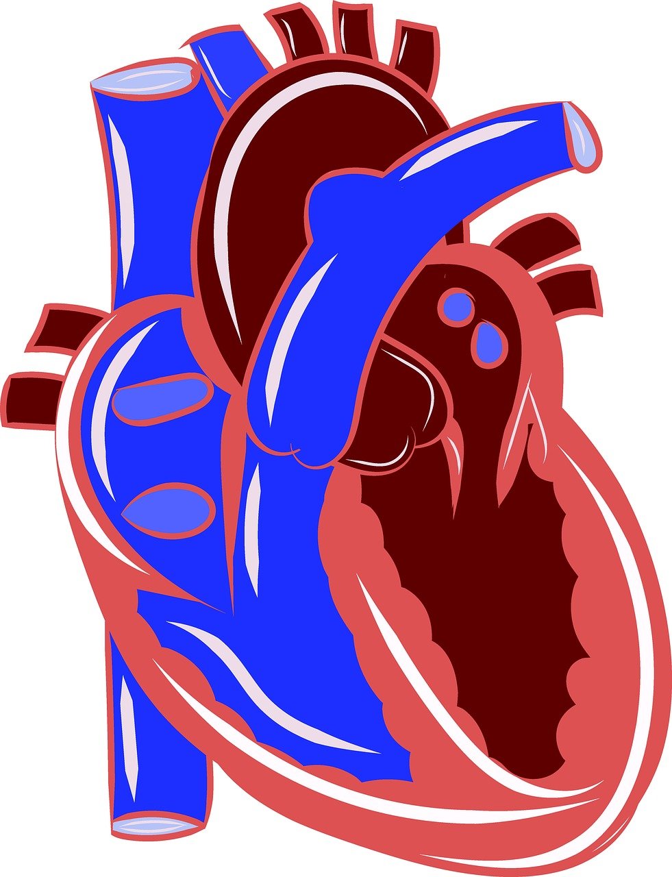 a drawing of a human heart, an illustration of, process art, blue and red color scheme, high contrast illustration, stylized bold outline, upper body close up
