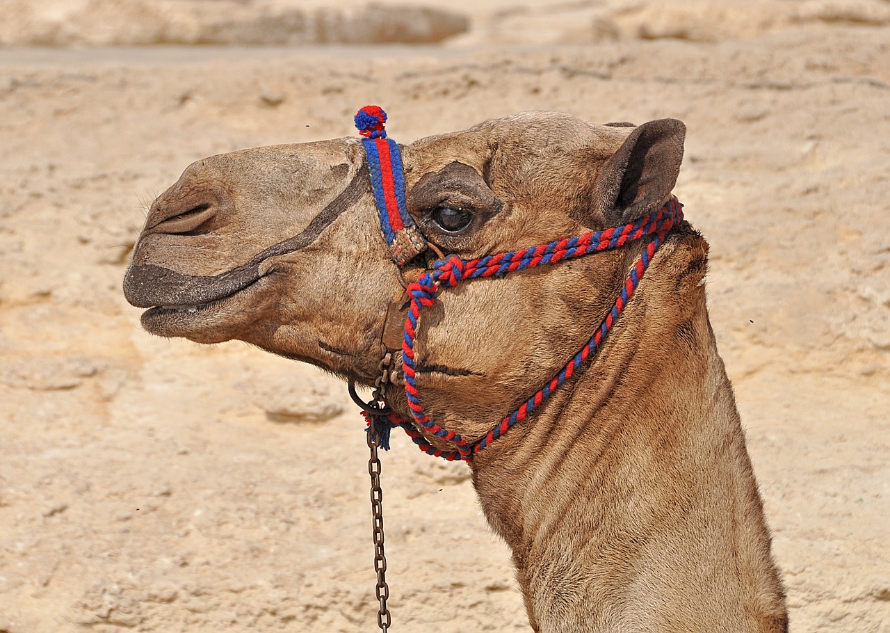 a close up of a camel with a chain around it's neck, a photo, by Dietmar Damerau, shutterstock, rasquache, ribbon, 4yr old, nubian, vacation photo