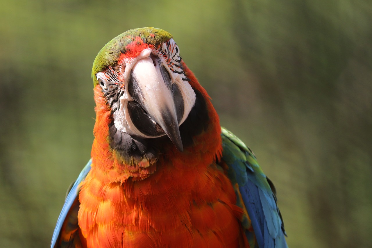 a colorful parrot sitting on top of a wooden post, a portrait, by Edward Corbett, shutterstock, renaissance, closeup. mouth open, green blue red colors, red and orange colored, wide shot photo