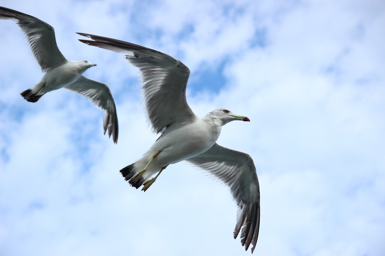 a couple of birds that are flying in the sky, a picture, by David Budd, seagulls, istockphoto, close-up photo, worms eye view