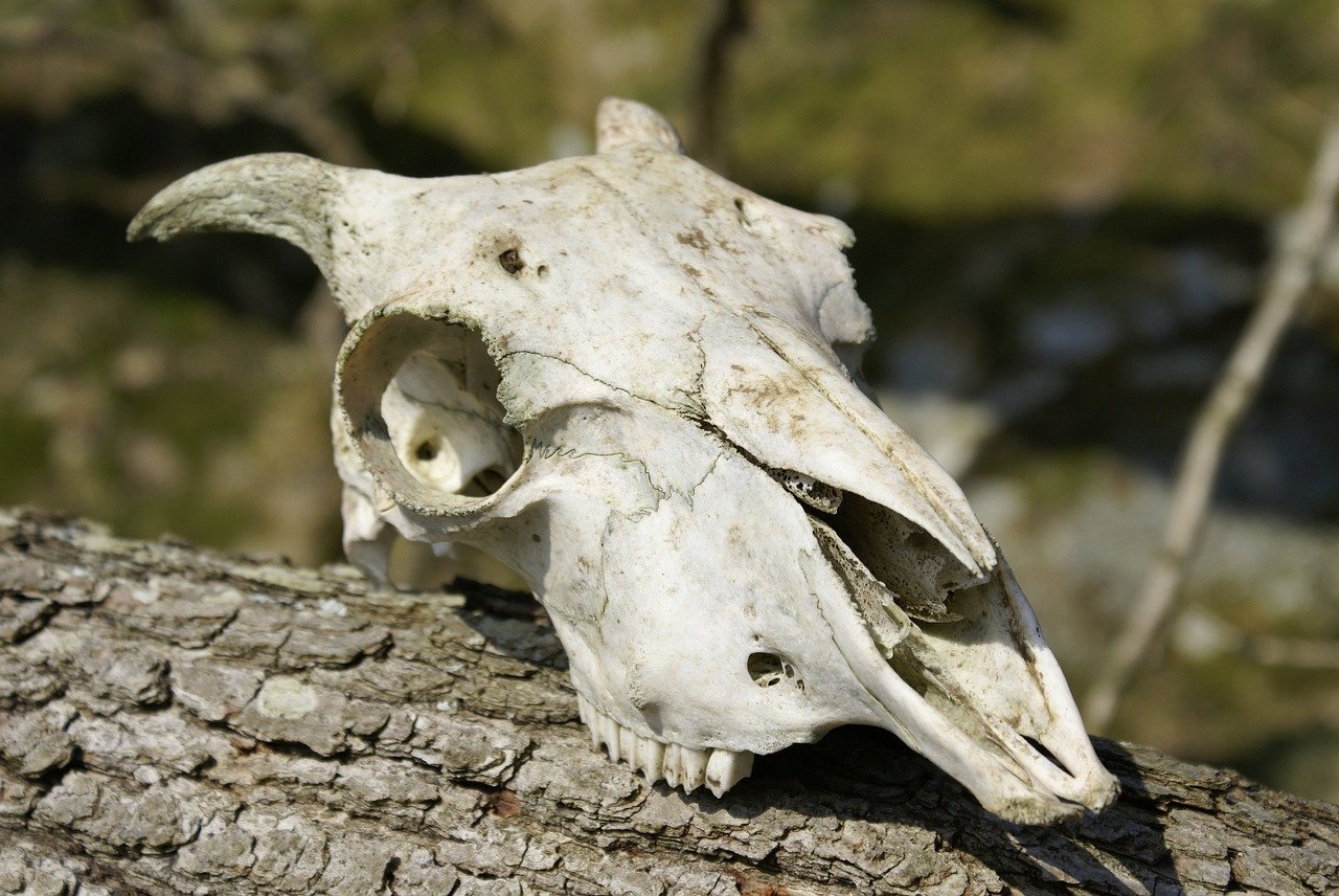 a cow skull sitting on top of a tree branch, by Edward Corbett, shutterstock, vanitas, detailed zoom photo, jackal skull, white rocks made of bone, 1/320