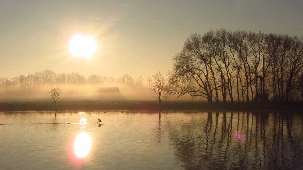 a group of ducks floating on top of a lake, a picture, by Jacob Duck, flickr, romanticism, morning mist, farm, sun, ohio