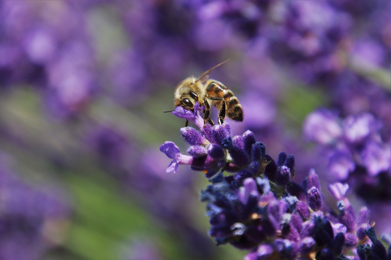 a bee sitting on top of a purple flower, by Erwin Bowien, lavender, outdoor photo, highly detailed photo, stock photo