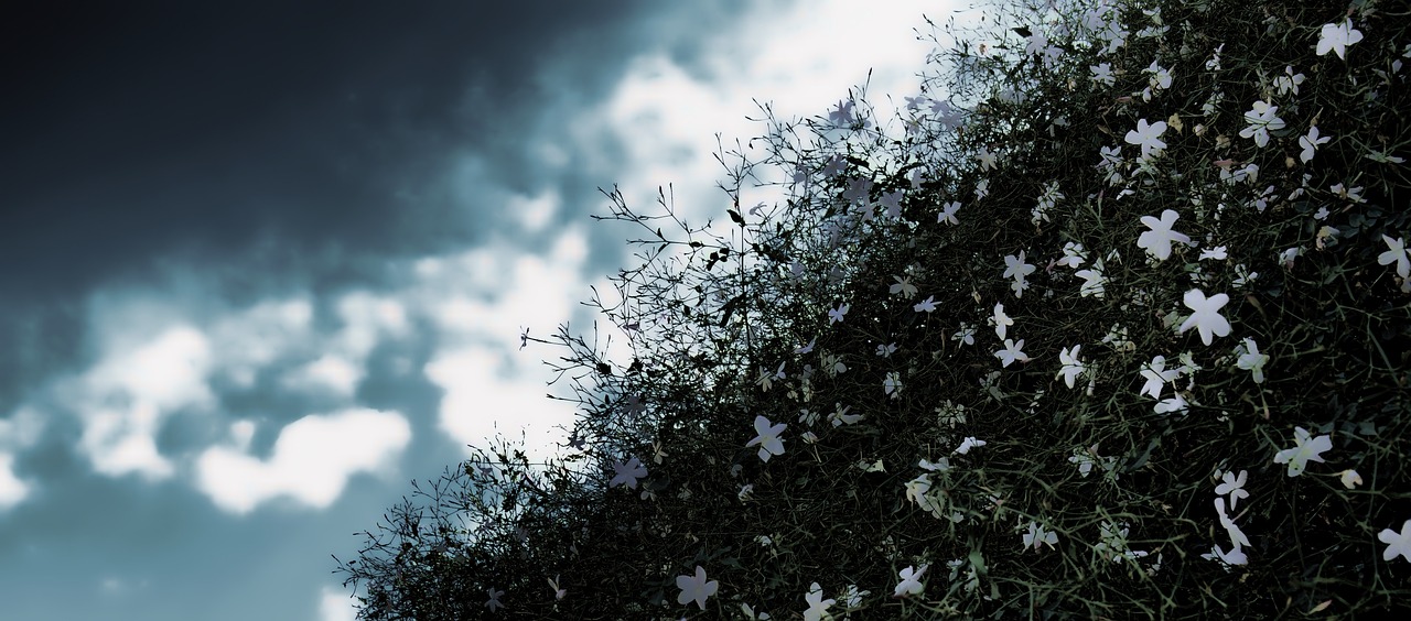 a group of white flowers sitting on top of a lush green hillside, digital art, by Chris Friel, branches and ivy, clematis like stars in the sky, with overhead cloudy!!!!! skies, taken with a pentax k1000