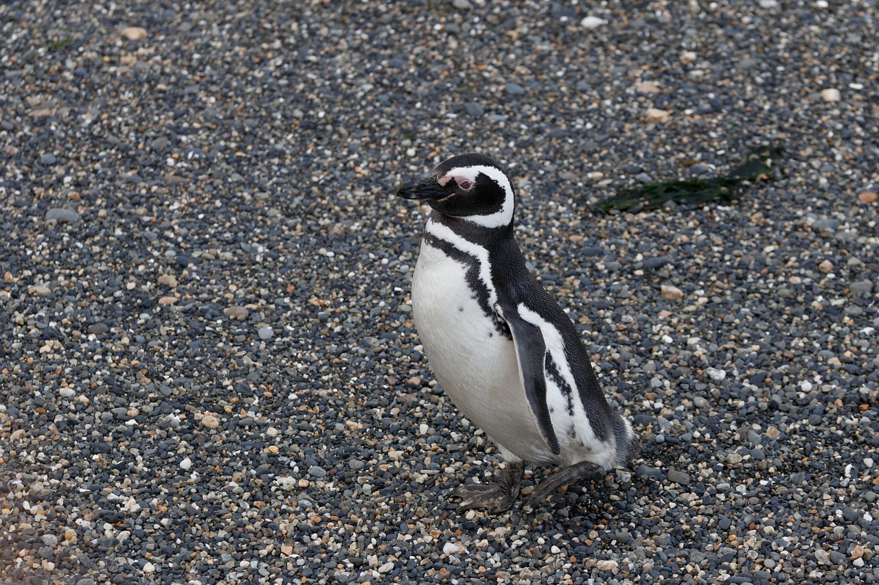 a penguin standing on top of a gravel ground, dada, large black eyes!!!, high res photo, ridiculously handsome, chilean