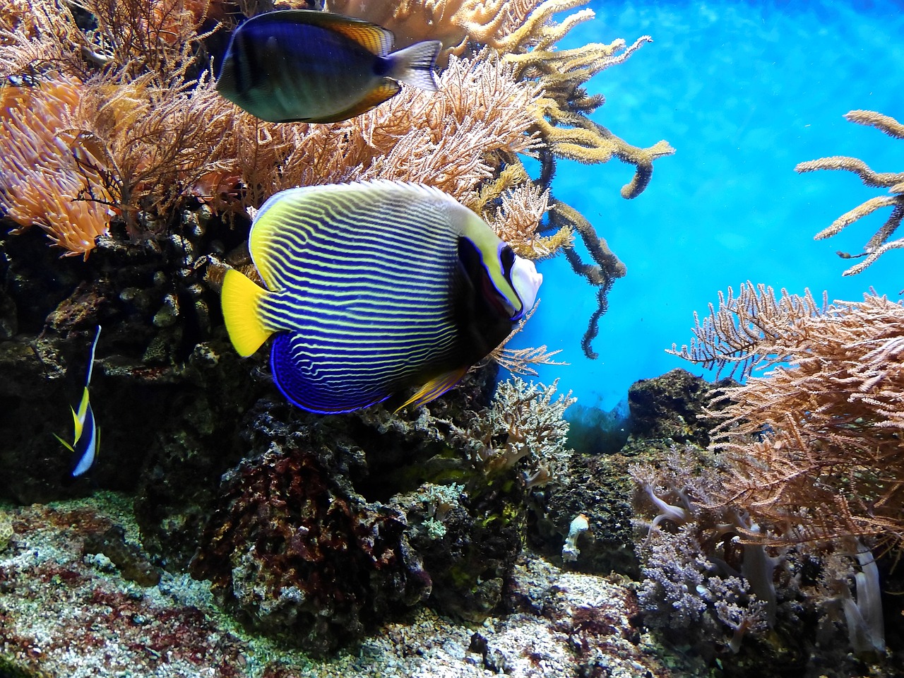 a couple of fish that are swimming in some water, a photo, beautiful colorful corals, beautiful black blue yellow, stunning lines, who is born from the sea