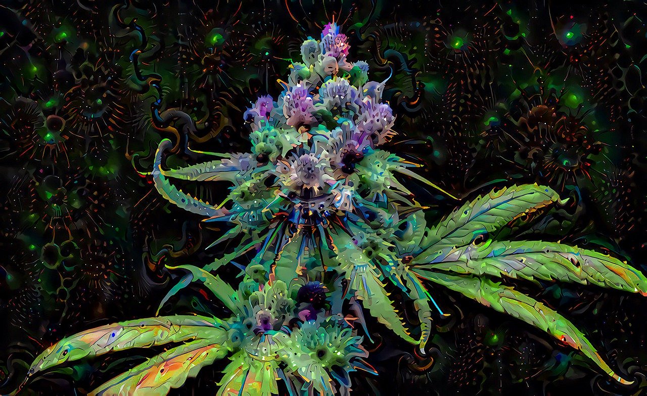 a close up of a plant on a black background, a digital rendering, psychedelic art, deepdream cosmic, field of marijuana, 🚀🌈🤩, salvia droid