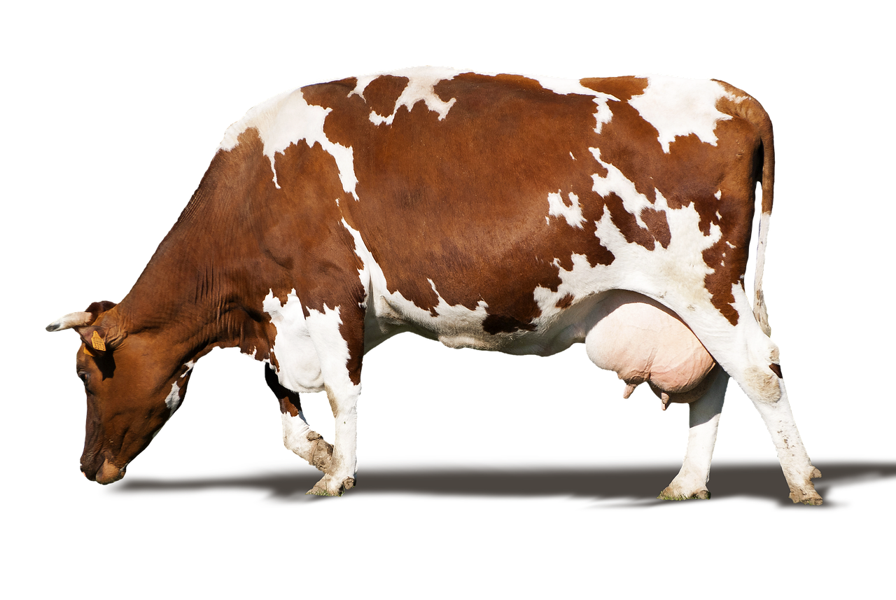 a brown and white cow grazing on grass, a digital rendering, by Karel Dujardin, shutterstock, hyperrealism, in front of a black background, two legs two arms one head, morbidly obese, red brown and white color scheme