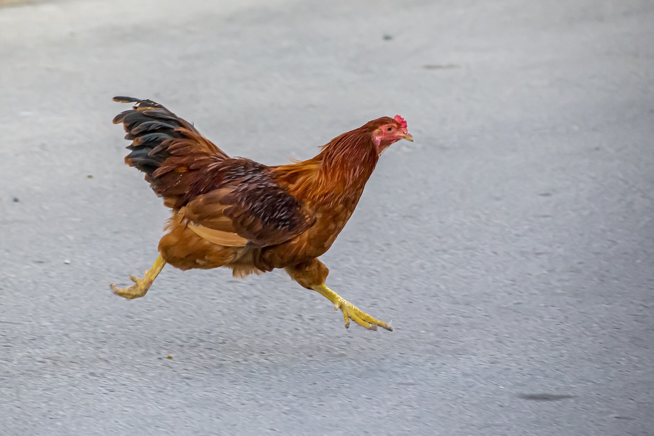 a chicken that is running across the street, a picture, shutterstock contest winner, fearow, 8k 50mm iso 10, gold, version 3