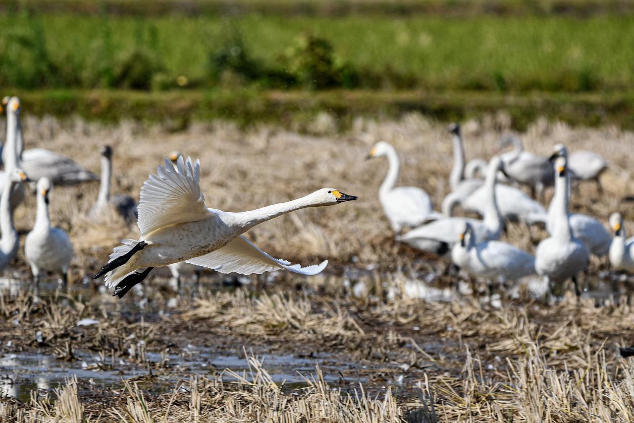 a flock of birds standing on top of a dry grass field, a portrait, wings of a swan, bc, she is floating in the air, white male