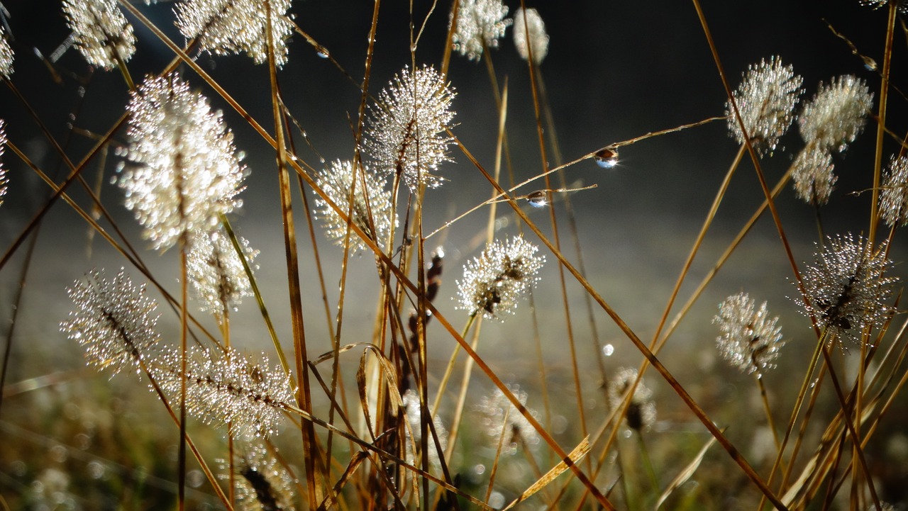 a close up of some grass with water droplets, by Marion Ancrum, backlit fog, autumn tranquility, wildflowers and grasses, puffballs