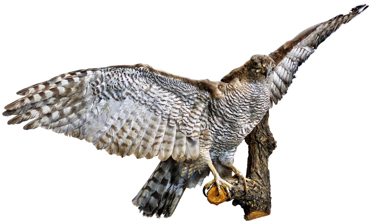 a close up of a bird of prey on a branch, a digital rendering, by Jon Coffelt, trending on pixabay, taxidermy, scale model photography, hyperrealistic robot owl, fullbody view