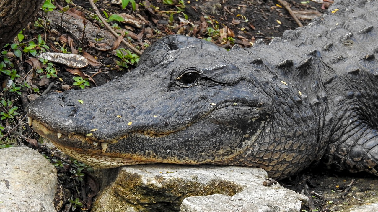 a large alligator laying on top of a pile of rocks, a portrait, by Scott M. Fischer, pixabay, hurufiyya, with a white muzzle, portait photo, high res photo, closeup of the face