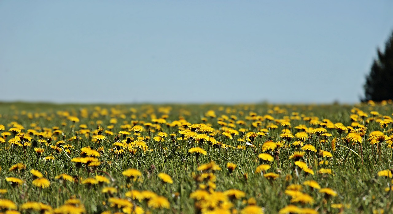 a field filled with lots of yellow flowers, a picture, by Stefan Gierowski, precisionism, looking into the horizon, dandelion, spring vibes, clear day